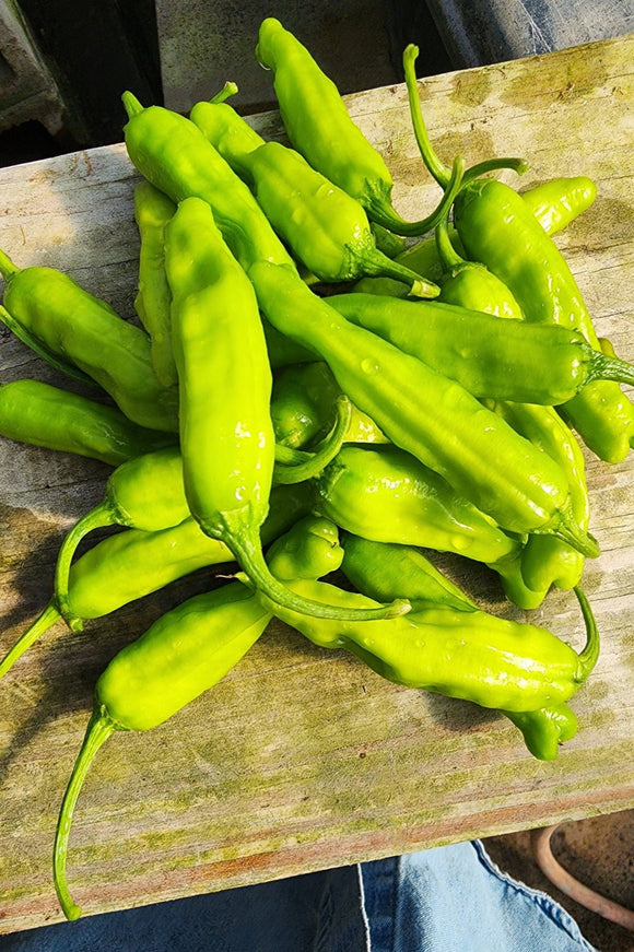 Shishito Peppers