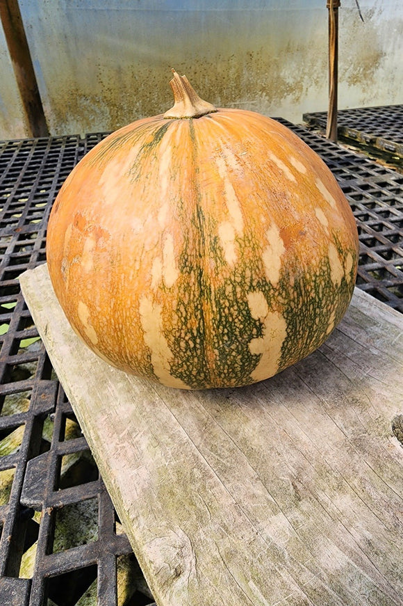 La Estrella Winter Squash