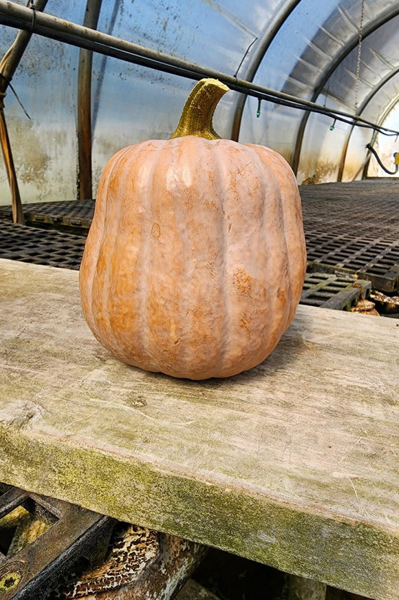 Autumn Frost Winter Squash