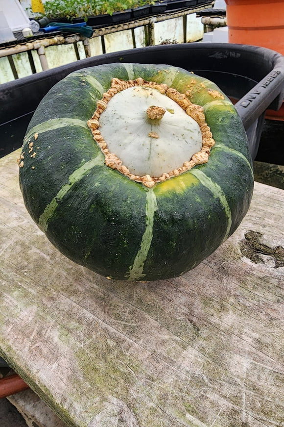 Buttercup Winter Squash