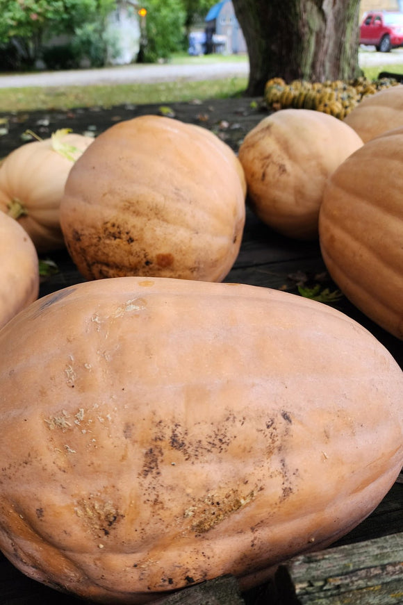 Kentucky Field Pumpkin