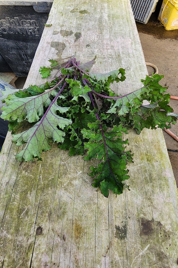 Young Scarlet Kale