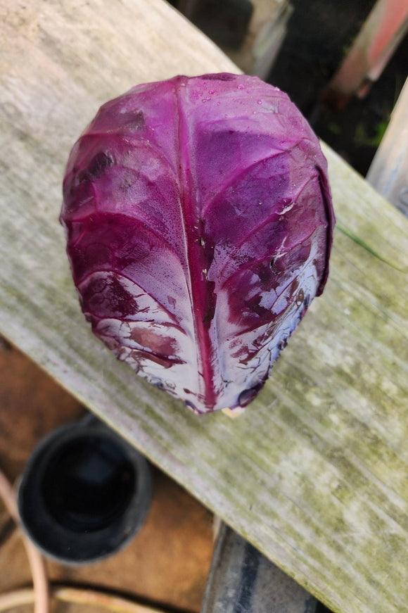 Red Cabbage