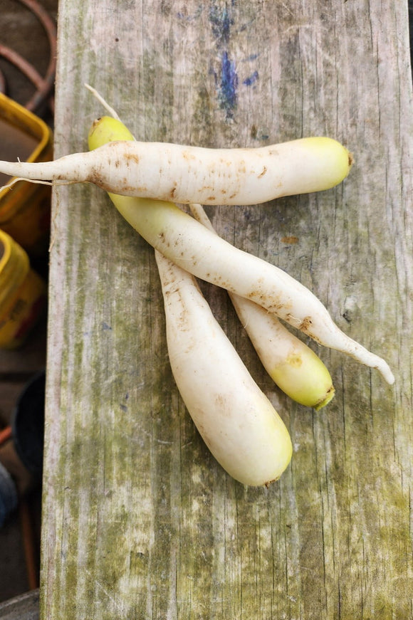 Daikon Radish