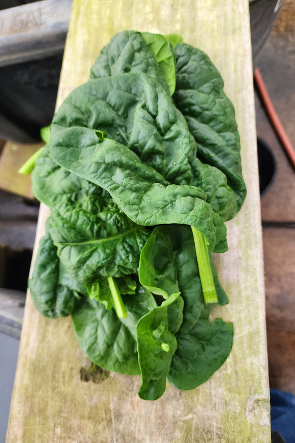 Winter Spinach