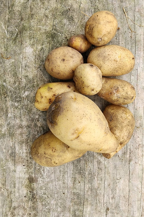 Kennebec Potatoes