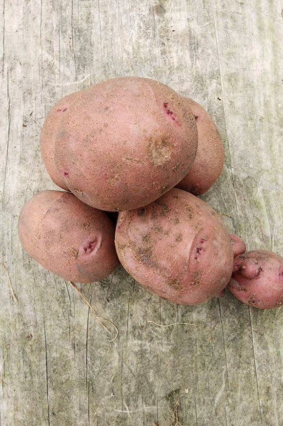 Red Chieftan Potatoes