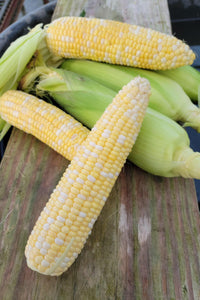 Bi-Color Sweet Corn