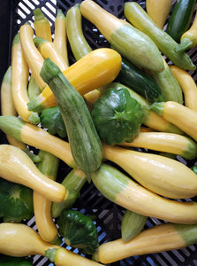 Medium Sized Mixed Squash-Squash-Three Sisters Garden