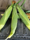 Mirai Bi-Color Sweet Corn-Corn-Three Sisters Garden